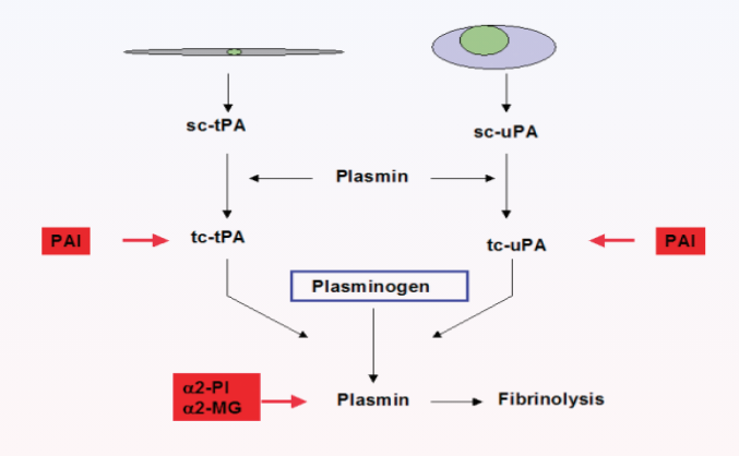Fibrinolysis.png