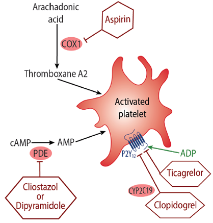 Figure 2: The action of anti-platelet drugs